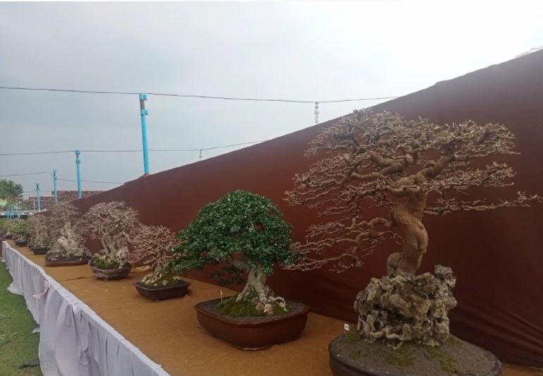 Lebih dari 700 Pohon Bonsai Pastikan Ikuti Kontes Bonsai di Lapangan Pujasera Desa Jiwan